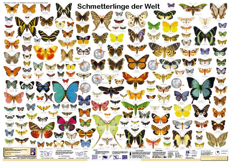 Schmetterlinge der Welt