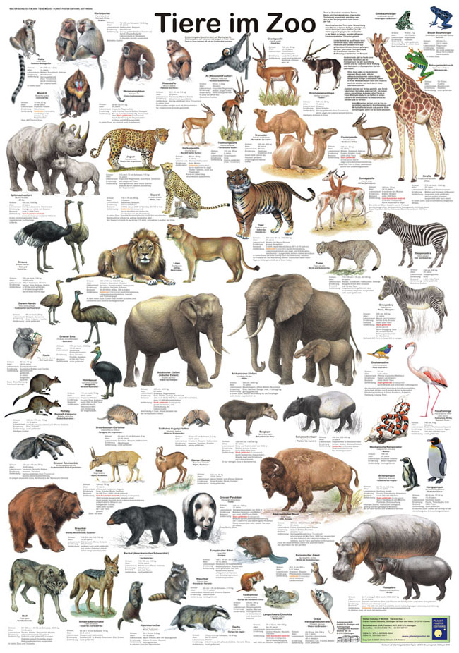Tiere im Zoo
