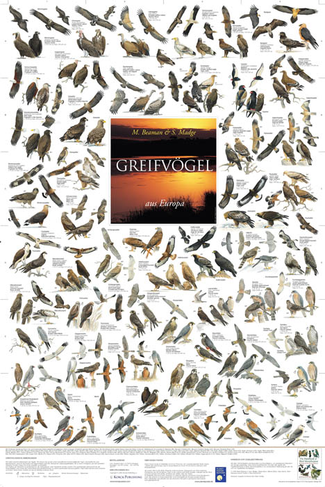 Greifvögel aus Europa