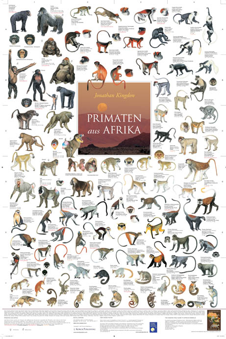 Primaten aus Afrika